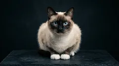 Cizinci mezi kočkami: 5 krás, které se málokdy dostanou na výběr